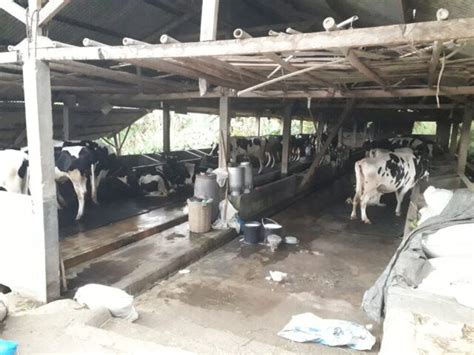 Prospek Pengembangan Usaha Peternakan Sapi Perah Agrozine