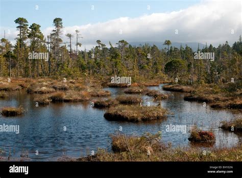 A Sphagnum Peat Bog Forest On Denny Island In British Columbias Stock