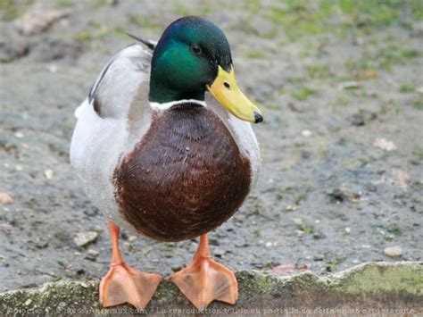 Photo De Canard Colvert Canard Colvert N 514317 Sur Photos Animaux