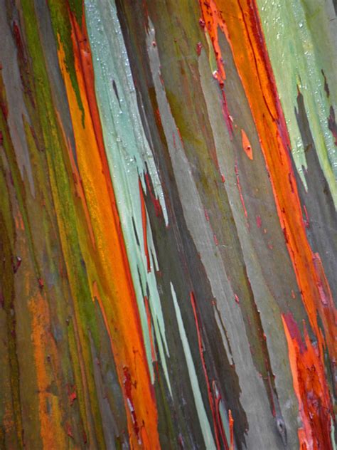Rainbow Eucalyptus Tree Photograph By Elizabeth Hoskinson Fine Art