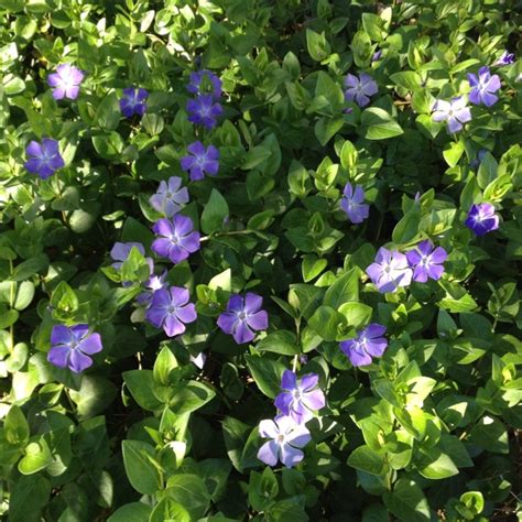 Invasive Ground Cover With White Flower Ground Cover Good