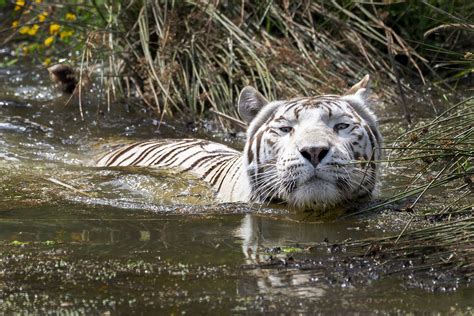 White Tigers Rainbow Eyes Photography