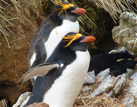 Macaroni Falklands Conservation