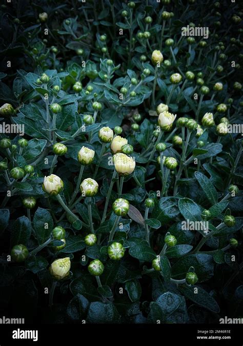 Chrysanthemum Buds Hi Res Stock Photography And Images Alamy