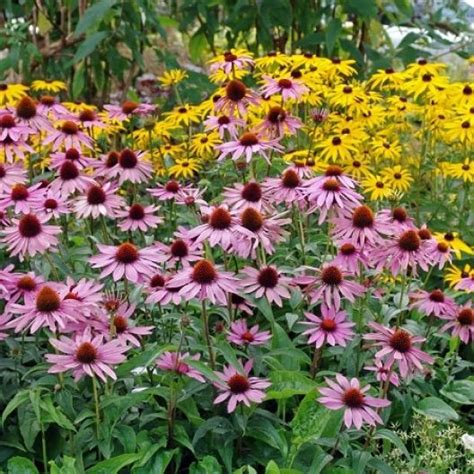 Purple Coneflower Seeds Flower Seeds In Packets And Bulk Eden