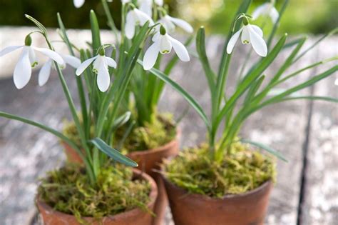 Snowdrops In Pots Container Gardening Flowers Container Plants Flower