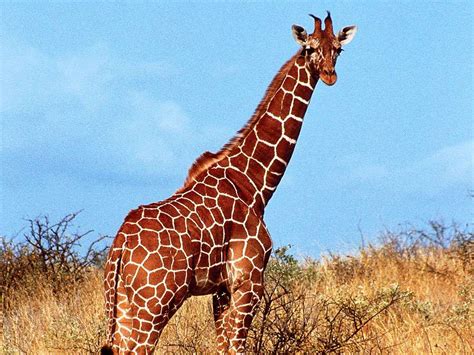 Besides good quality brands, you'll also find plenty of discounts when you shop for giraffe in the bathtub during big sales. Giraffes: Fact or Fiction? | Britannica