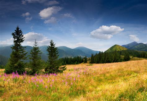 Mountains Eating Field Trees Trees Grass Wallpaper 5348x3689 291276