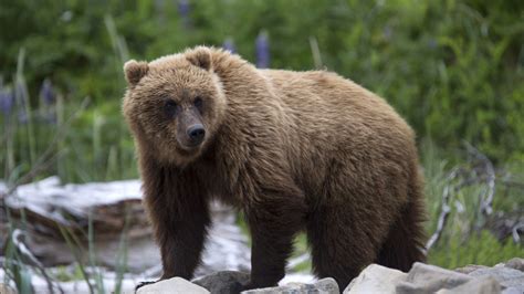 Judge Restores Protections For Grizzly Bears Blocking Hunts Kboi