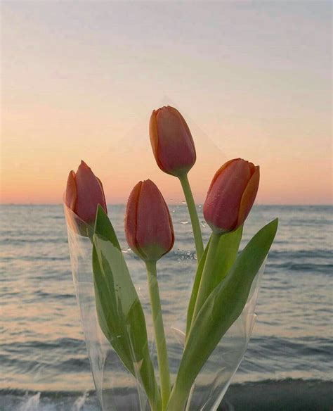 Flower Aesthetic💮 Flower Aesthetic Flowers Nature Tulips Flowers