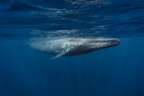 How big is a blue whales heart? Blue Whale