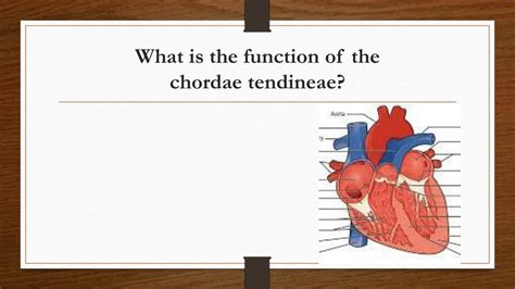 What Is The Function Of The Chordae Tendineae Asking List