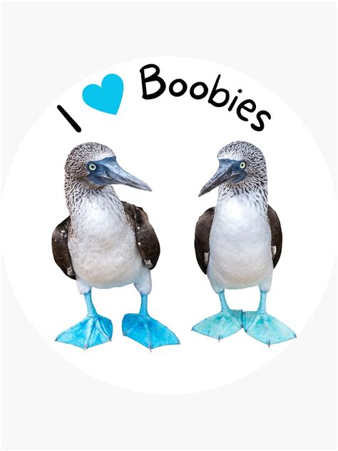 I Love Boobies Blue Footed Booby Sticker For Sale By Toadsforall