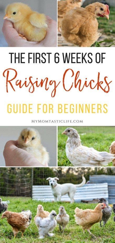 The First Weeks Of Raising Chicks Guide For Beginners Raising Backyard Chickens Chickens