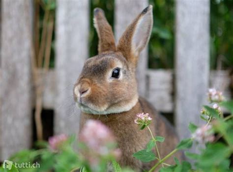 Die haare stehen senkrecht vom körper weg, die grannenhaare sind im gegensatz zum. Mini Rex Kaninchen zum Liebhaben in Bern kaufen - tutti.ch ...