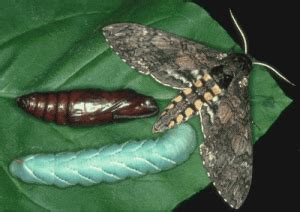 Tomato hornworms are one of the american gardener's biggest headaches. Year of the Sphingidae - Model Organisms | National Moth Week