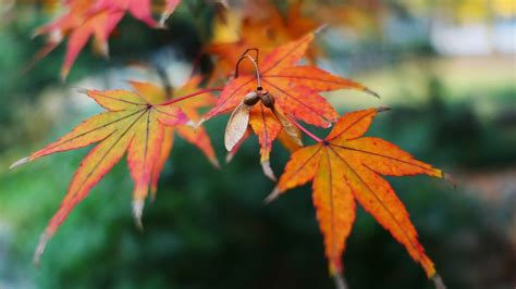 1366x768 Fall Leaf Autumn Maple Golden Snitch 1366x768 Resolution Hd 4k