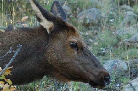 Free Images Nature Mammal Fauna Colorado Horizontal Elk Rocky