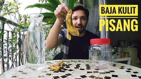 Cara tut pokok buah tin untuk membuat benih semaian. Cara buat baja pokok guna kulit pisang! - YouTube