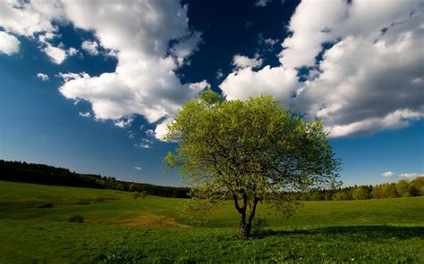Wallpaper Tree Field Clouds Sky Meadow Grass 1920x1200 Coolwallpapers 1099206 Hd
