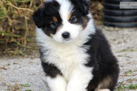The australian shepherd is an intelligent dog who loves to play & has a thick and slightly wavy coat. Aster: Australian Shepherd puppy for sale near Battle ...