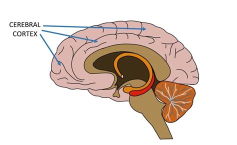 Know Your Brain Cerebral Cortex — Neuroscientifically Challenged
