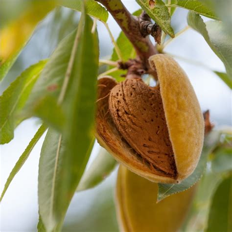 How To Grow Almond Trees — Bustling Nest