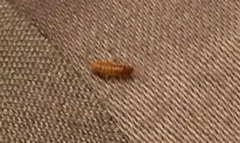 Tiny Brown Worms In My Carpet Carpet Vidalondon