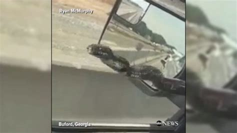 Video Snake Slithers Up Mans Car While Driving Abc News