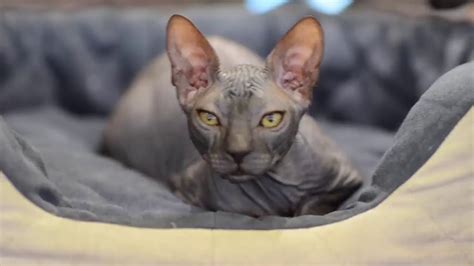 Cats · 10 years ago. Sphynx Cat Care - YouTube