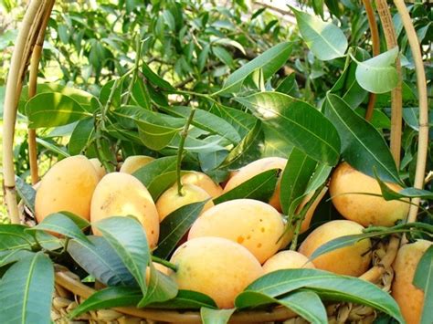 Also in the bottom left of the page several parts of wikipedia pages related to the word kundang and, of course, kundang synonyms and on the right images related to the word kundang. GardenSeed: Buah Kundang / Mango Plum / Mini Mango / Ma ...