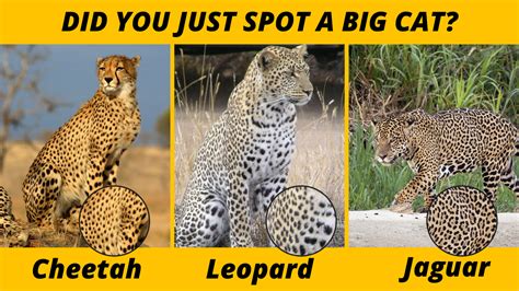 difference between cheetah and leopard and jaguar and panther Archives