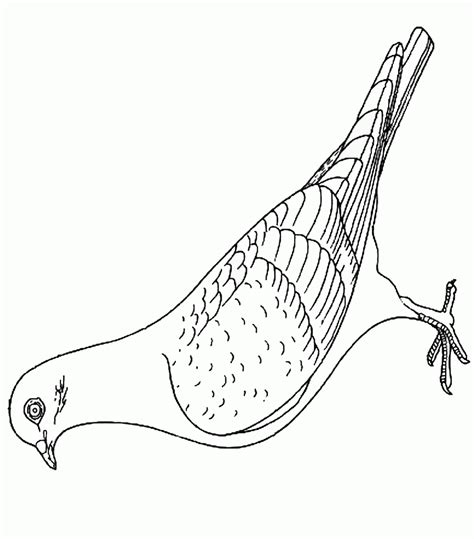 Dove Coloring Pages