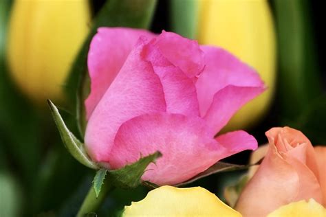 Rose Blossom Bloom Free Photo On Pixabay Pixabay