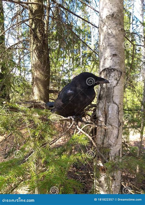 Young Black Raven On Tree Stock Image Image Of Jungle 181822357
