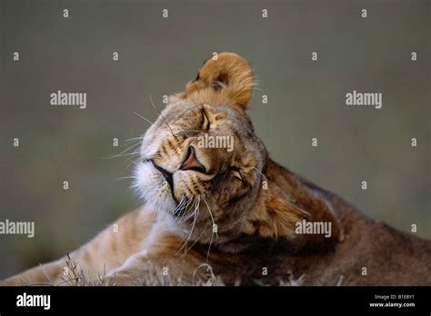 Female Lion Laying Down Africa Stock Photo Alamy