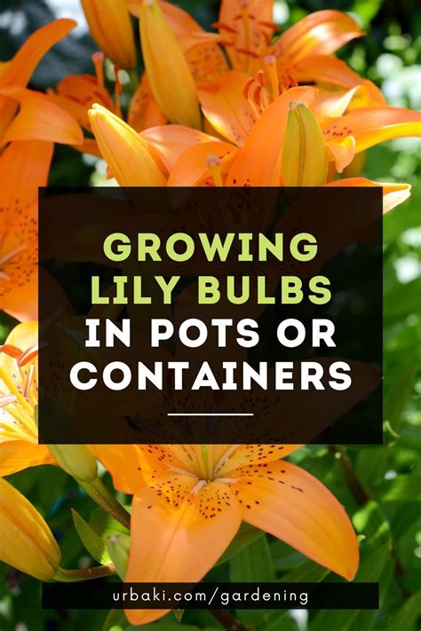 Growing Lily Bulbs In Containers Artofit
