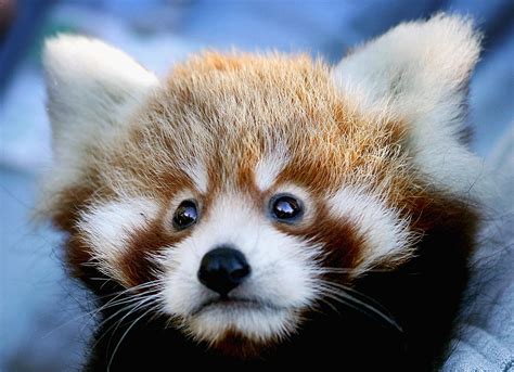Your Donation Can Help Lake Superior Zoo Open A Red Panda Exhibit