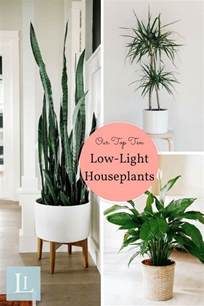 Indoor Plants For Beginners Indoor Plants