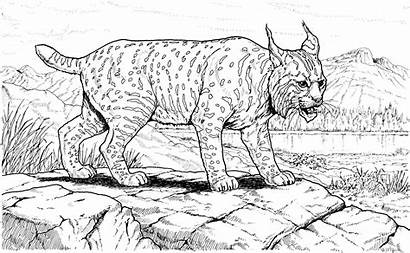 Lynx Coloring Pages Cat Bobcat Realistic Printable
