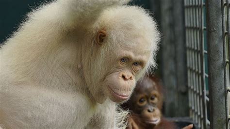 🔥 Meet Alba The Worlds Only Known Albino Orangutan R