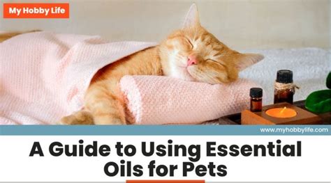 A Guide To Using Essential Oils For Pets My Hobby Life
