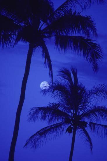 Two Tall Palm Trees With Moon Darkening Blue Sky
