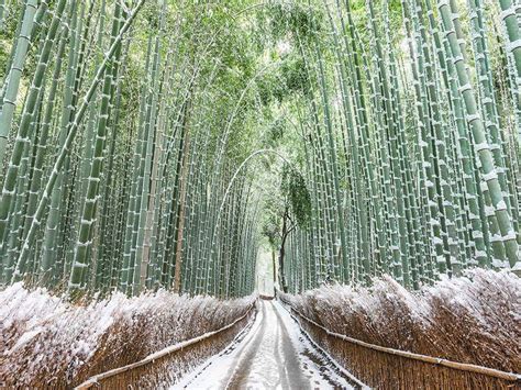 Snow Frost Powdered Bamboo Grove In Sagano Kyoto Japan Photo