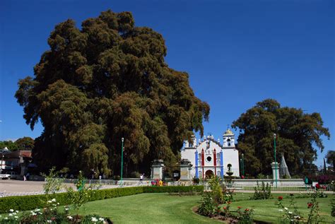 Santa María Del Tule Atractivos Turisticos De Mexico