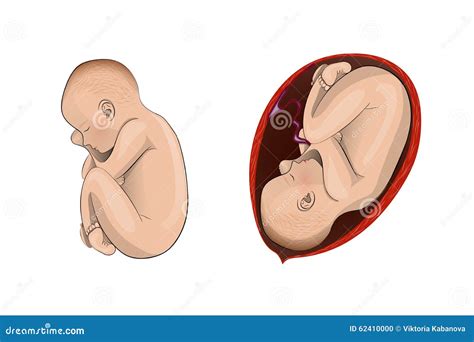 Baby In Uterus Detailed Anatomical Drawing Cartoon Vector