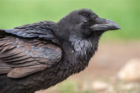 Crow Facts Spirit Animal Info