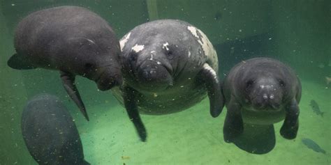 florida s manatee death toll falls short of record levels but remains alarmingly high