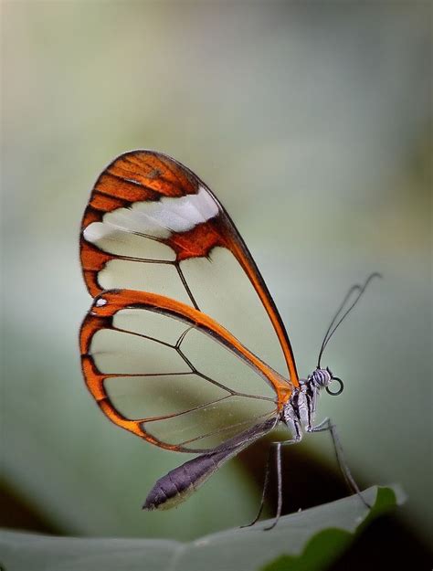 Delightful Glasswing Butterfly Butterfly Inspiration Glasswing