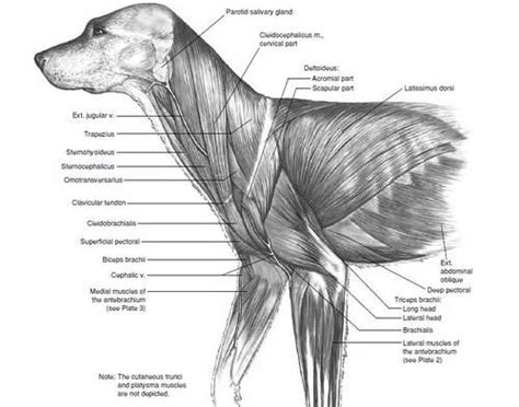 Canine Muscle Forelimb Anatomy